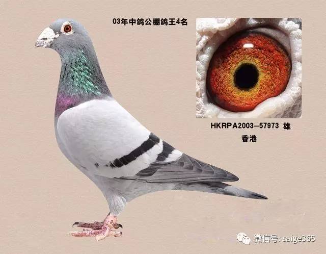 鸽子最新价格指南，获取步骤详解