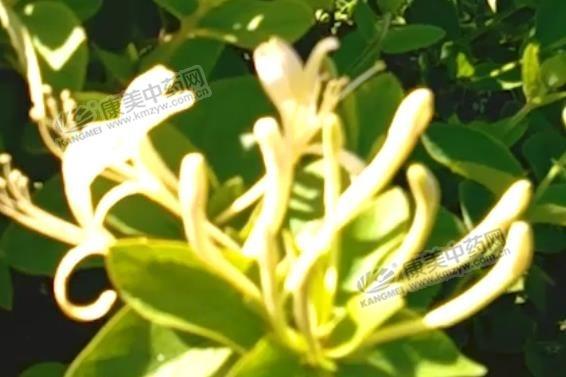 金银花市场行情分析概览