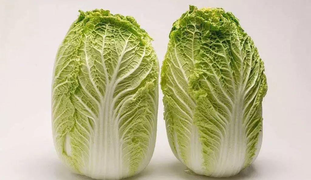 大白菜种植技术最新动态与发展趋势探索