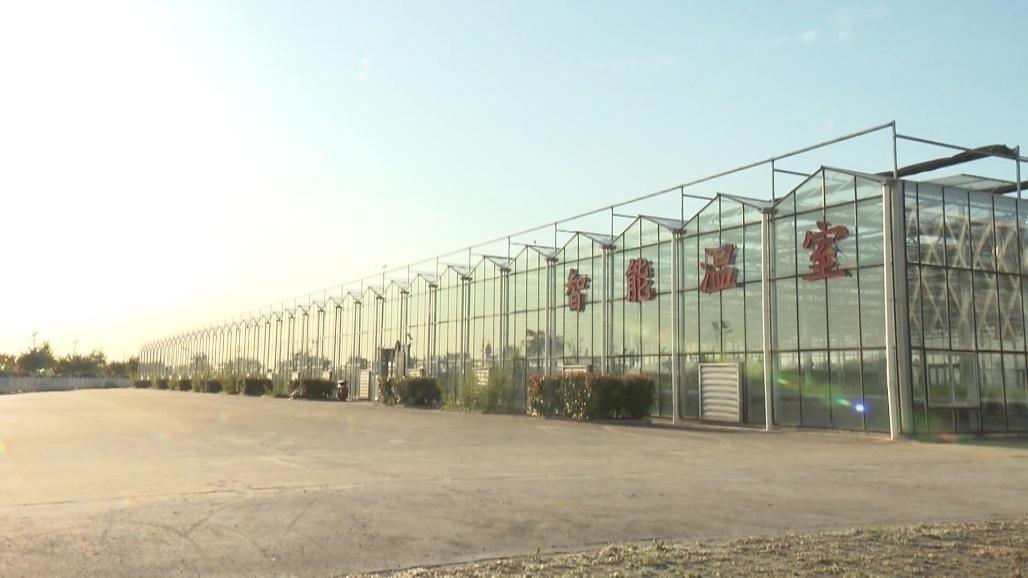怀远龙亢农场绿意盎然中的温情日常最新消息