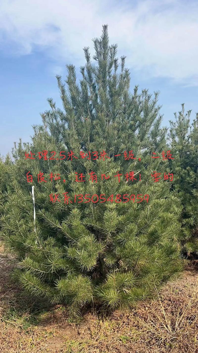 第375页