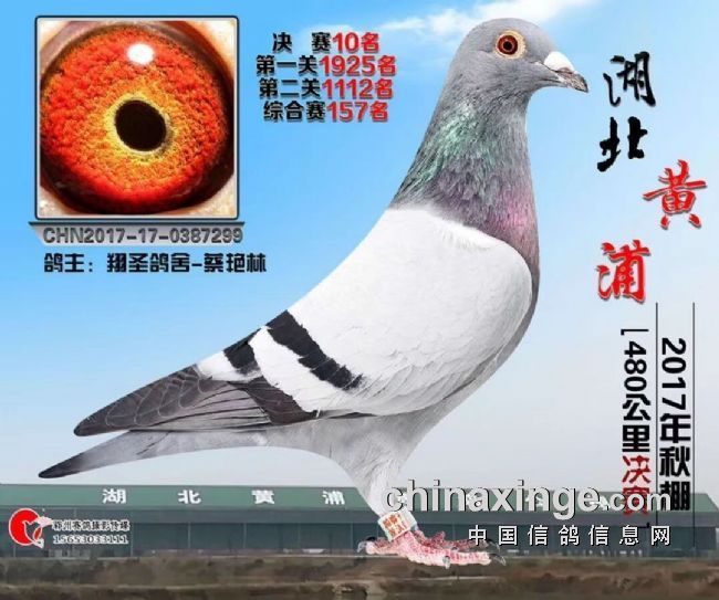 湖北一景公棚发布最新公告