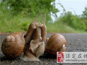 小巷深处的独特美食探秘，最新蜗牛的魅力揭秘