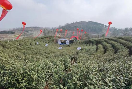 探索桐柏县的最新面貌与发展动态