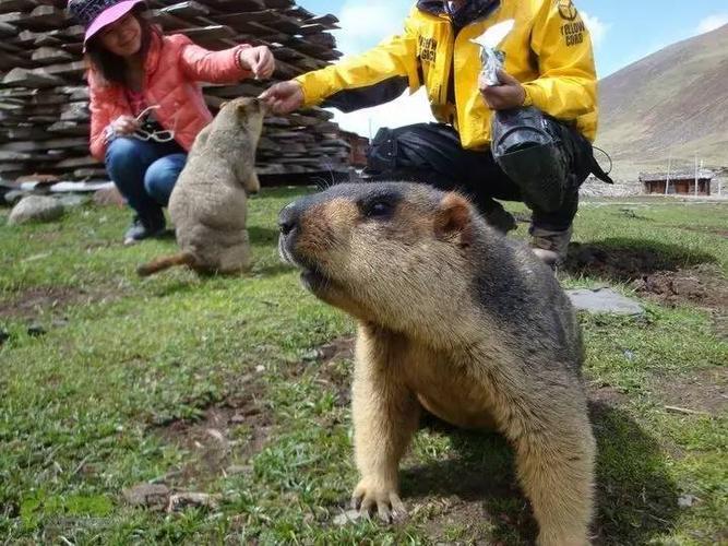 最新土拨鼠深度解析，背景、事件与地位全知道