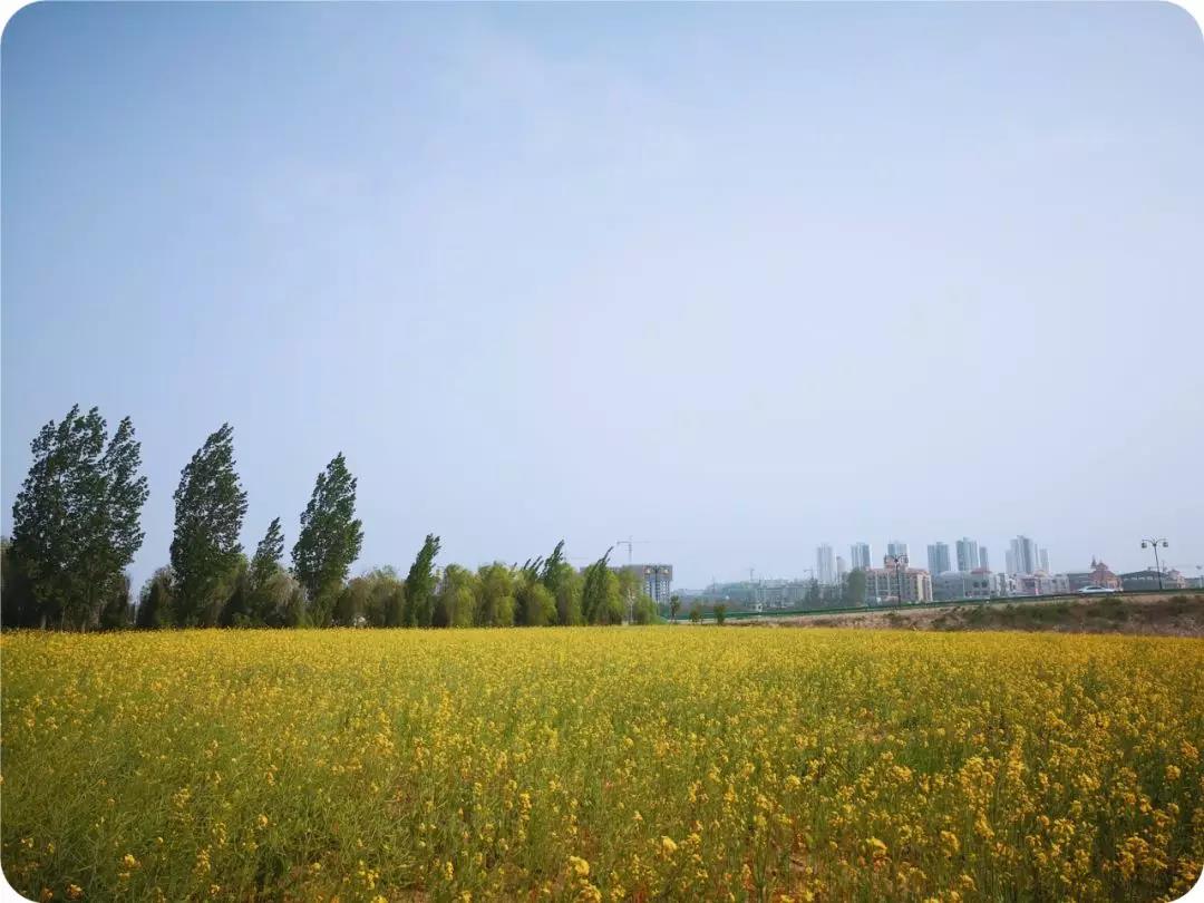 陕西金叶最新动态，探索自然美景之旅，寻找内心平和的旅程