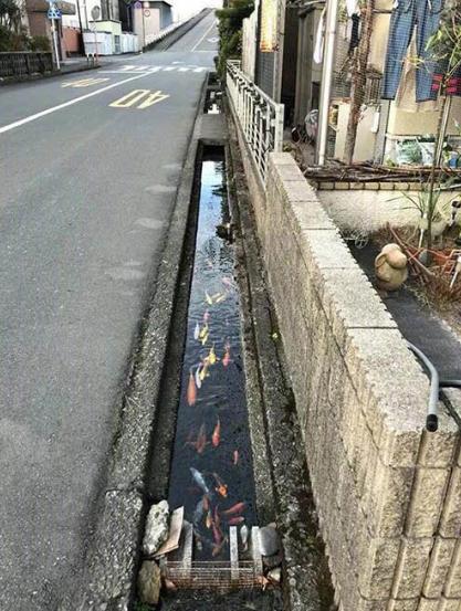 日本污水最新动态与小巷隐秘探秘
